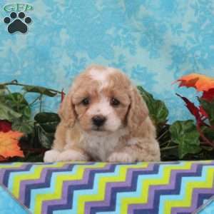 Cashew, Bich-Poo Puppy